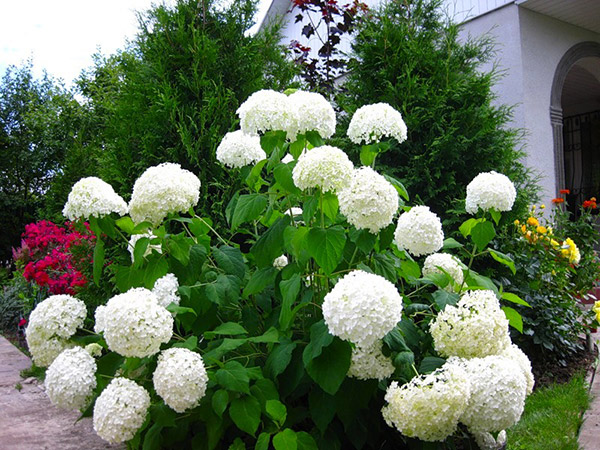 Гортензия древовидная Анабель (в горшке на 5 л) - Сад цветов - Магазин  рассады цветов в Барнауле